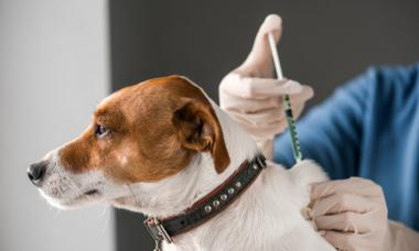Vakcinácia psov proti besnote 1