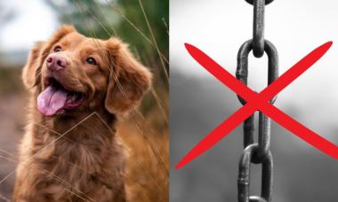 Upozornenie na platnosť zákona o zákaze držania psa na reťazi 1